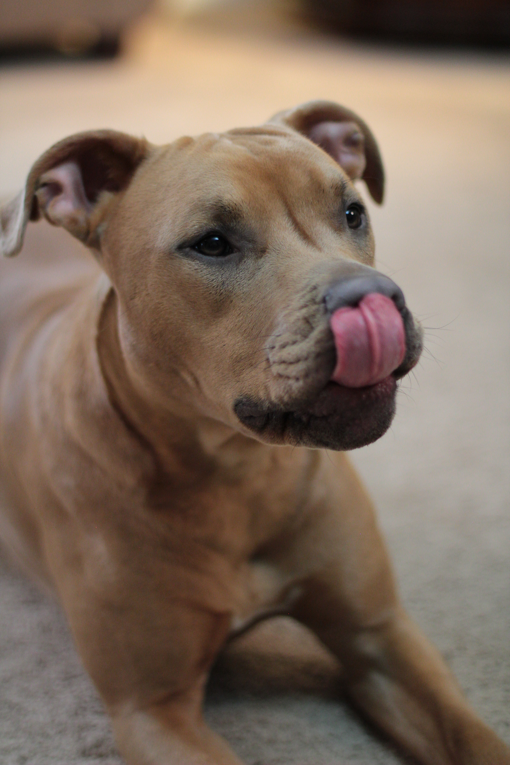 our-pets-dog-lick-nose