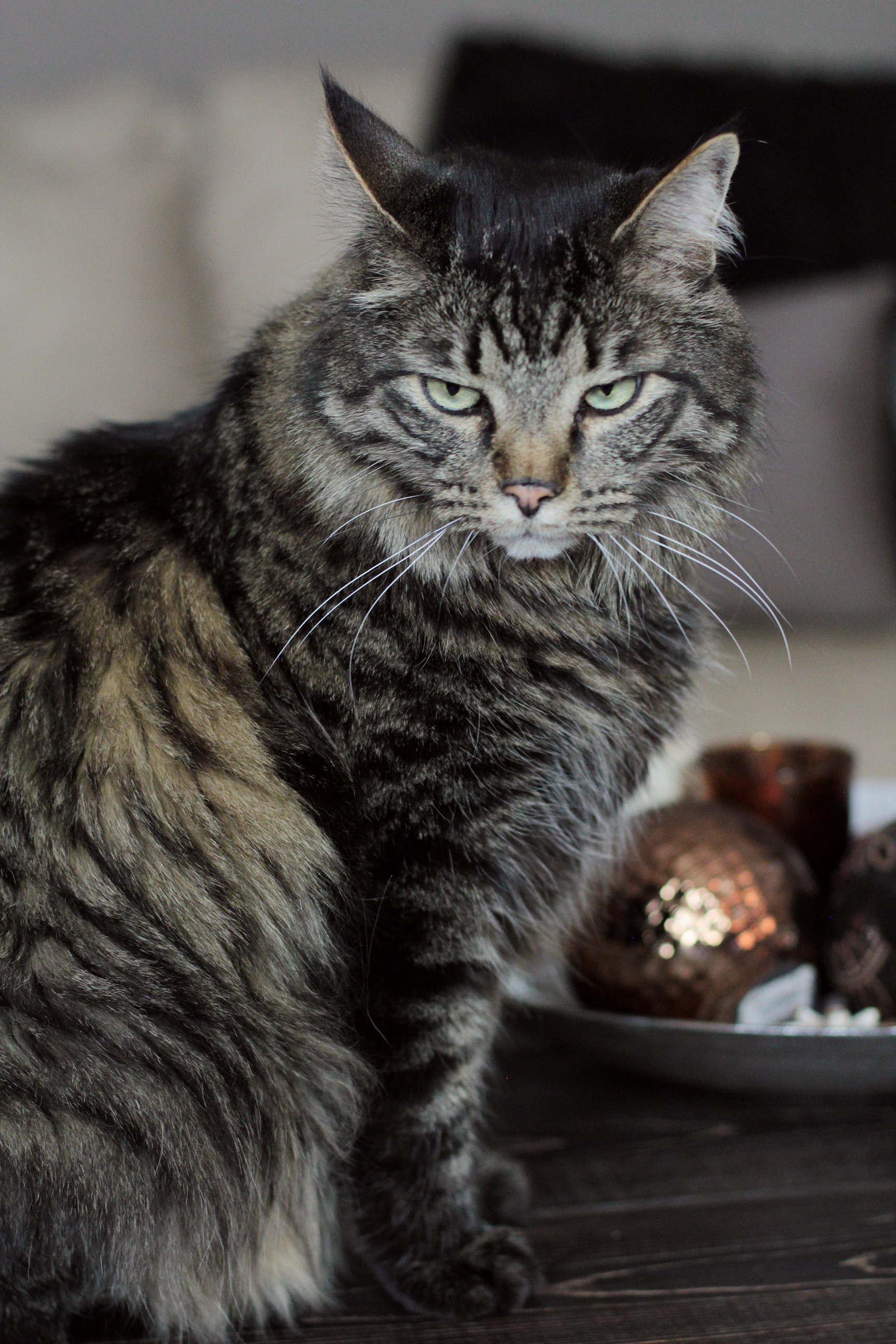 our-pets-cats-pose-mean