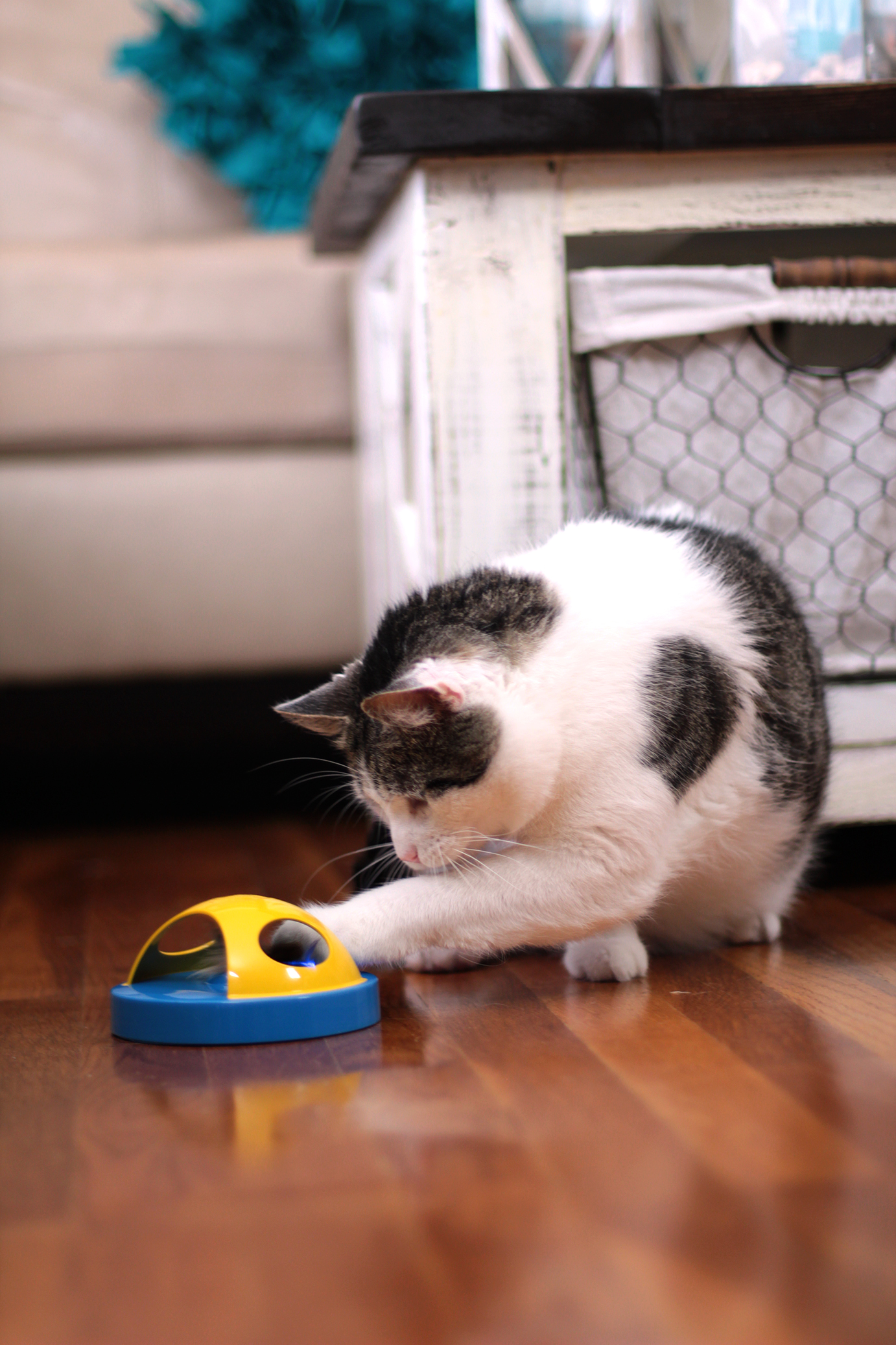 our-pets-cats-at-play