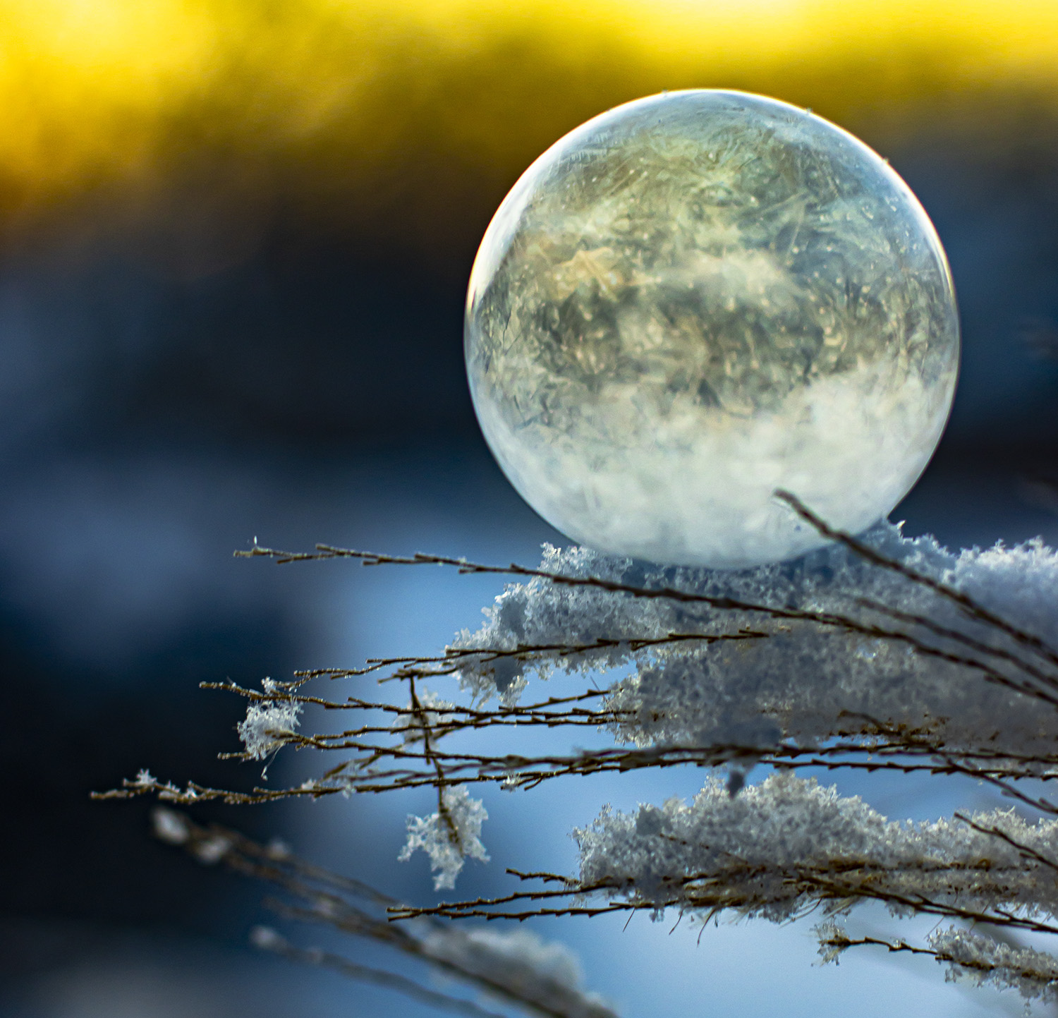 composition-art-photography-frozen-bubble-on-snow-branch-cropped
