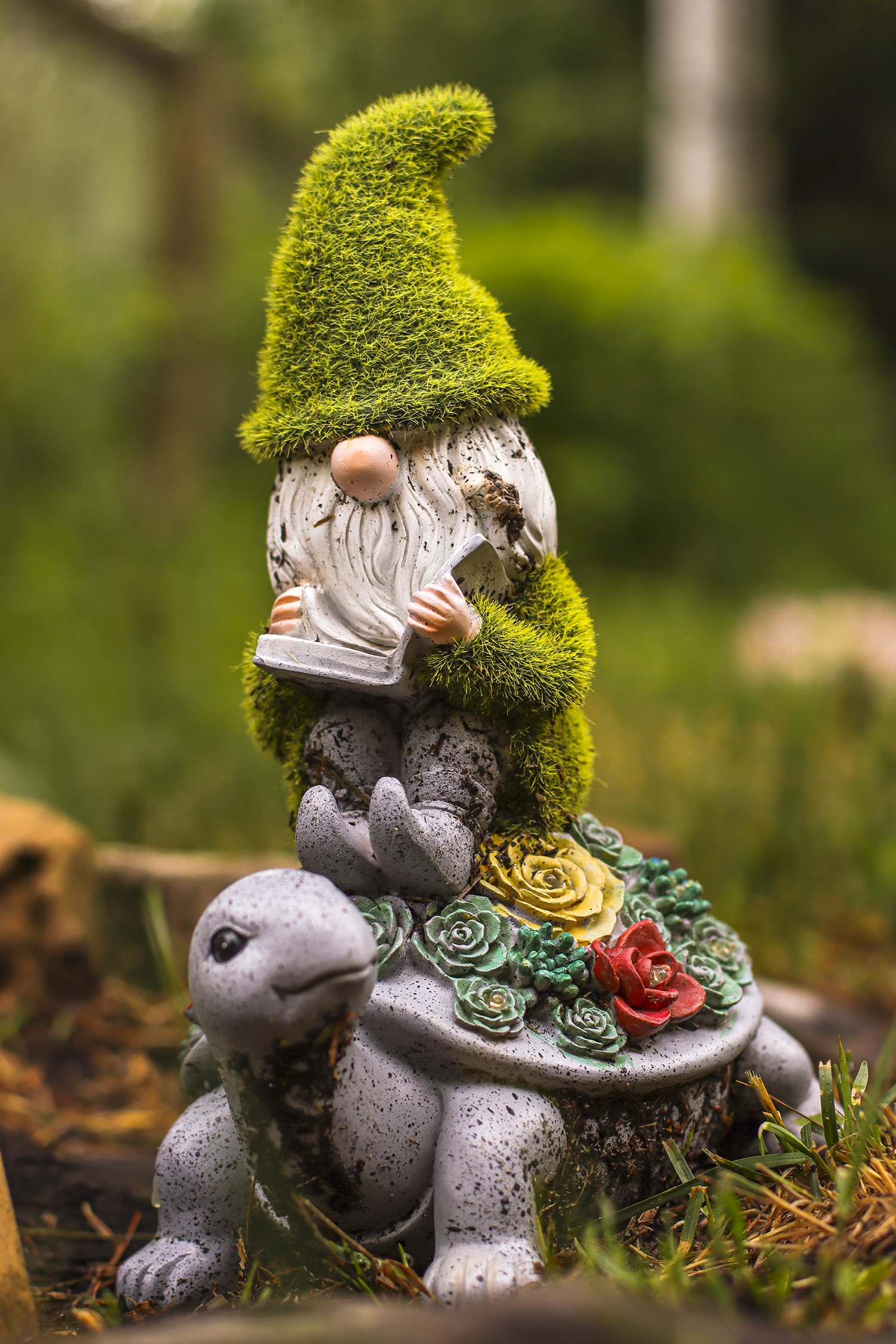 composition-gnome-turtle-reading-color-edited