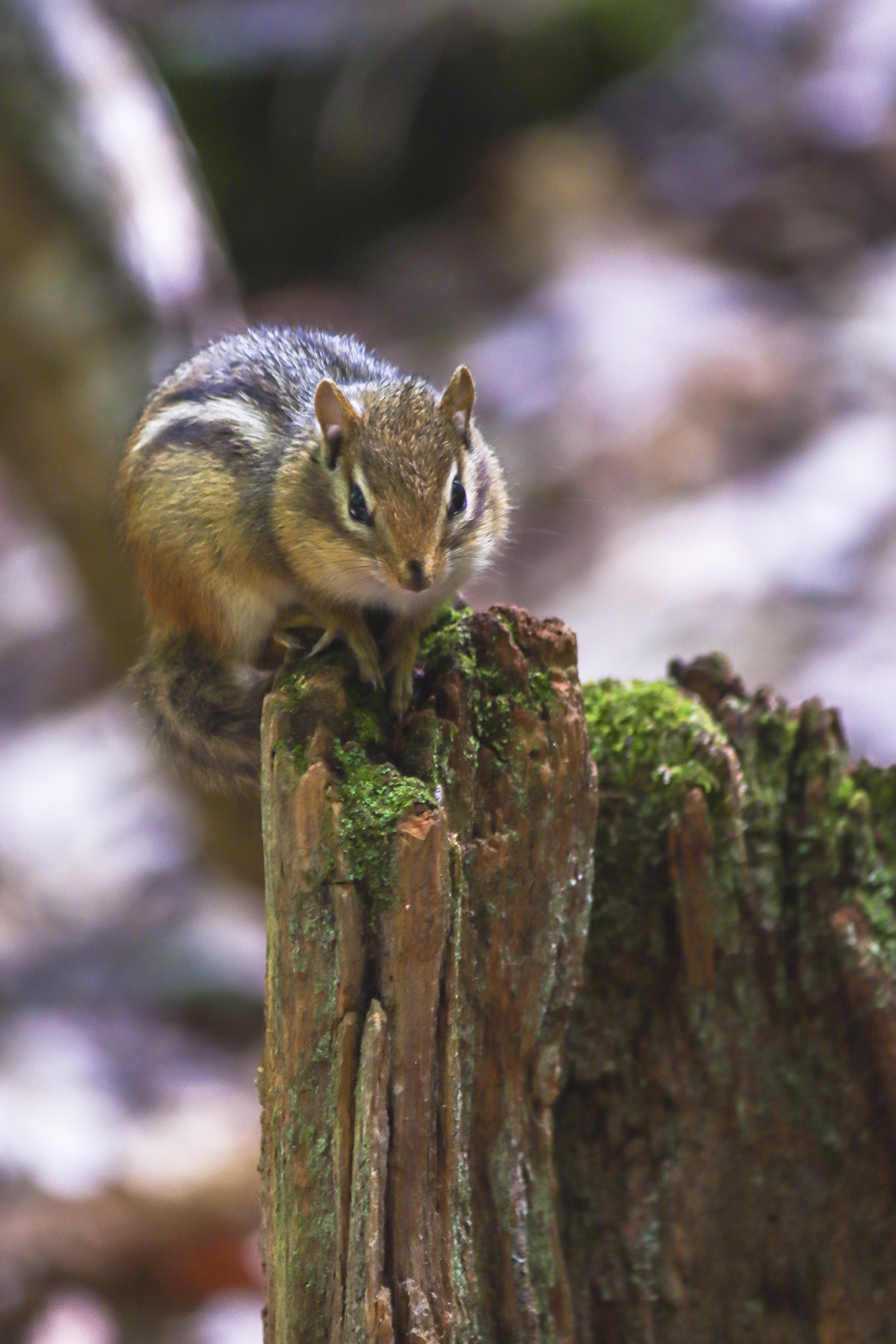 nature-chipmunk-mossed-log-starring